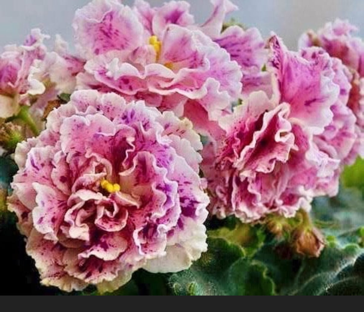 Live house plant African Violet Harmony’s ‘Le Aisedora’ pink garden 4” flower Potted gift