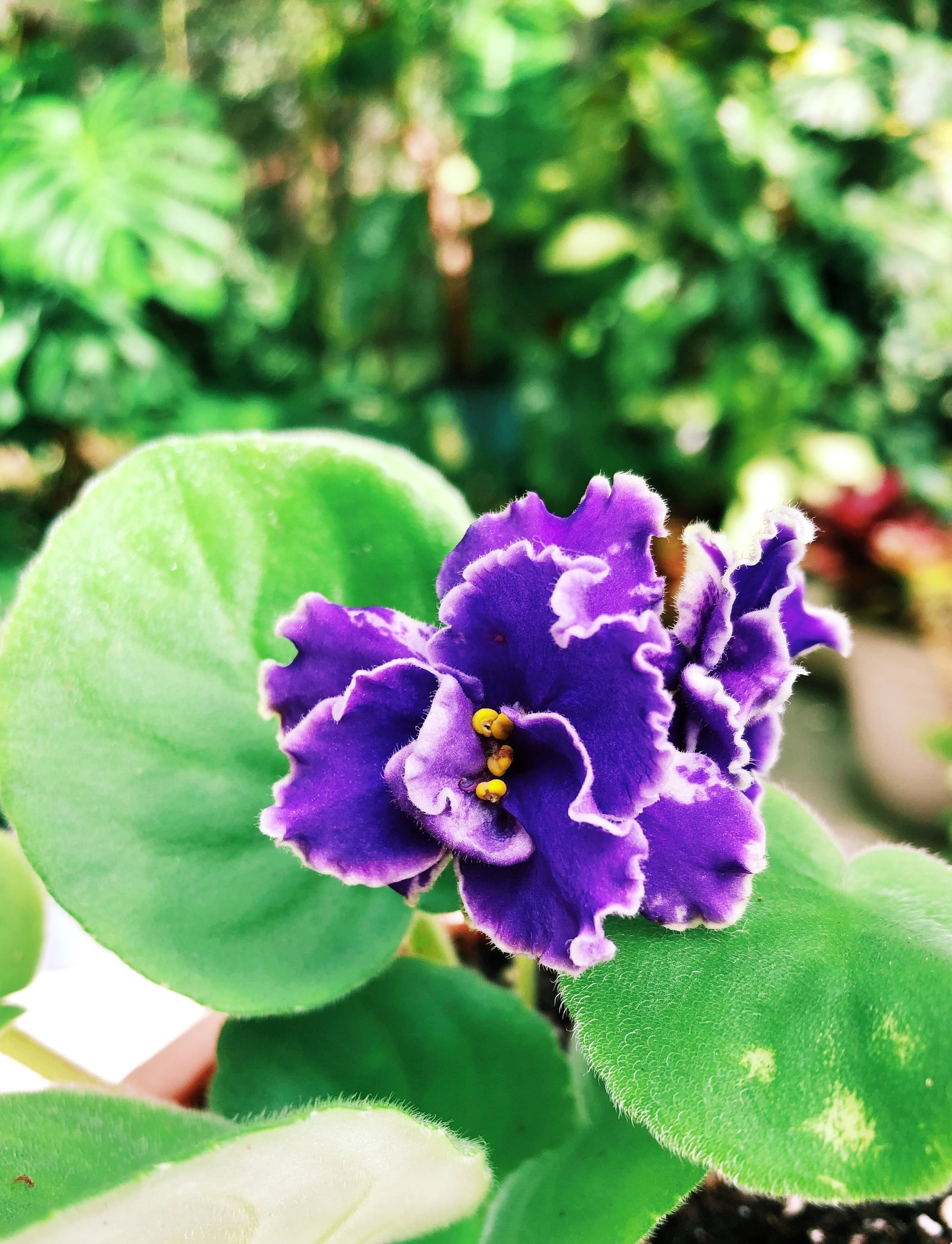 Live house plant variegated bloom Harmonys African Violet Rebels Wild Wings garden 4 in flower Potted gift