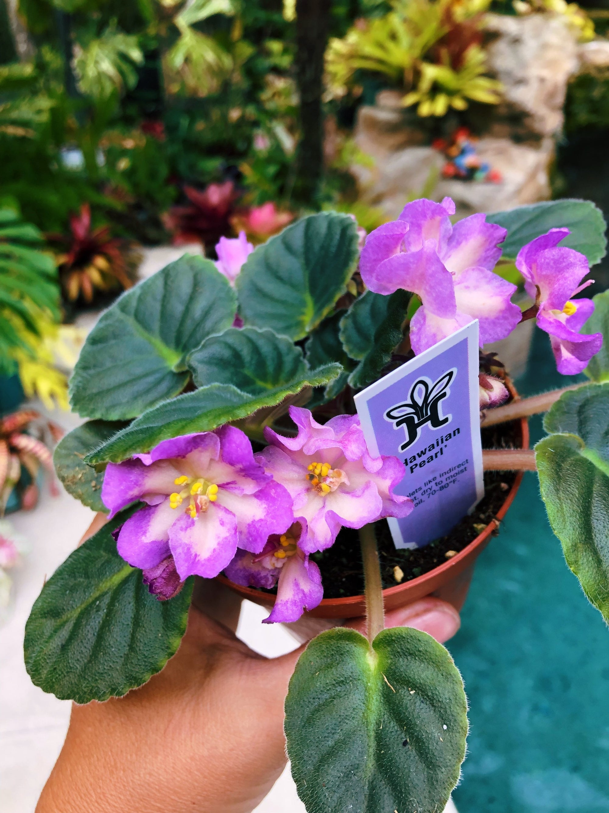 Live house plant variegated bloom African Violet Hawaiian Pearl garden 4 flower Potted gift
