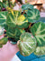 RARE albo Variegated Sport Begonia Soli Mutata Variegated Live House Plant Potted 4 terrarium vivarium 12-b