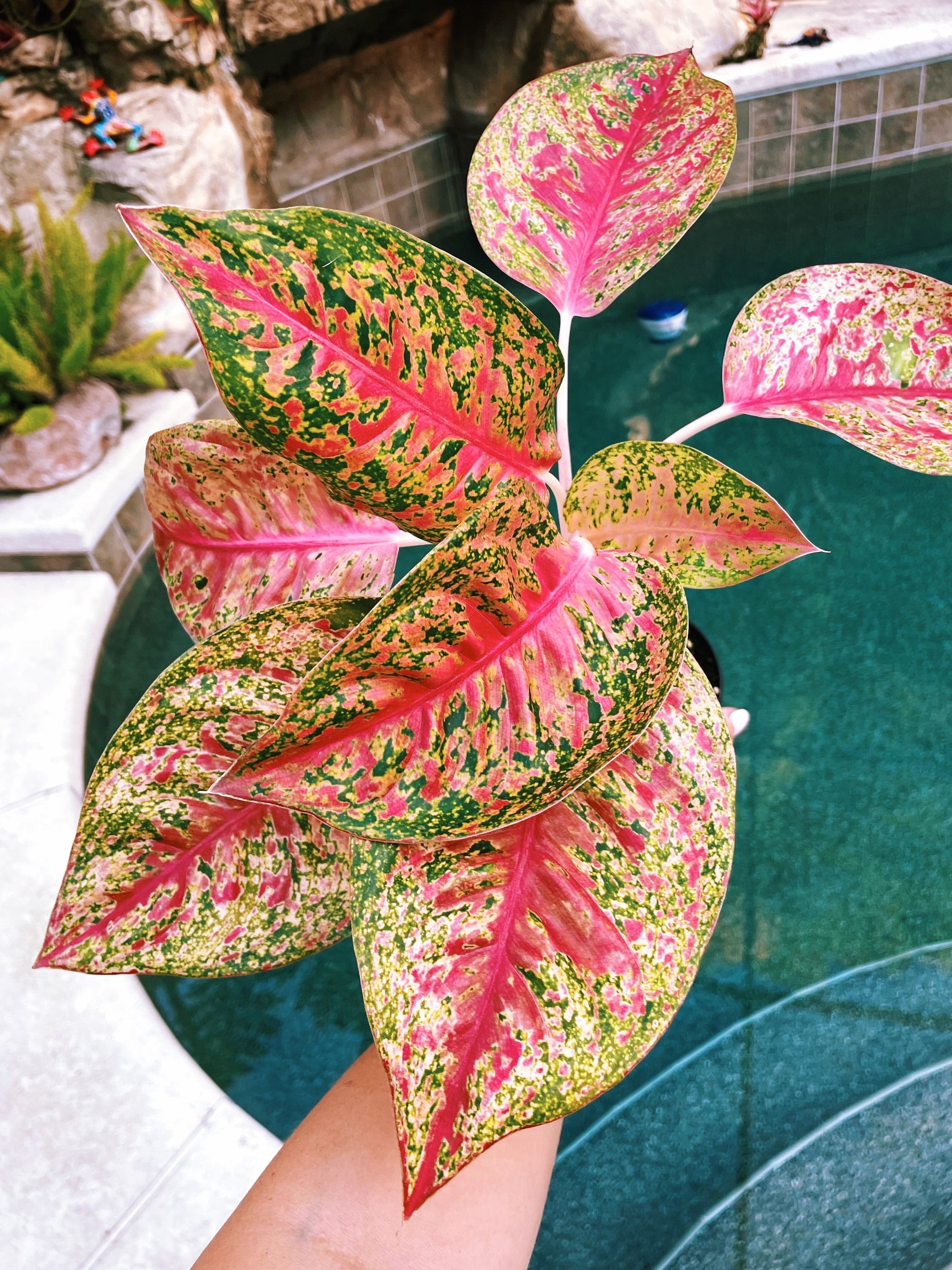Actual Plant- Variegated Aglaonema Mahasetti Pink Live House Plant Potted 4 gift US Seller 12-6 aroid