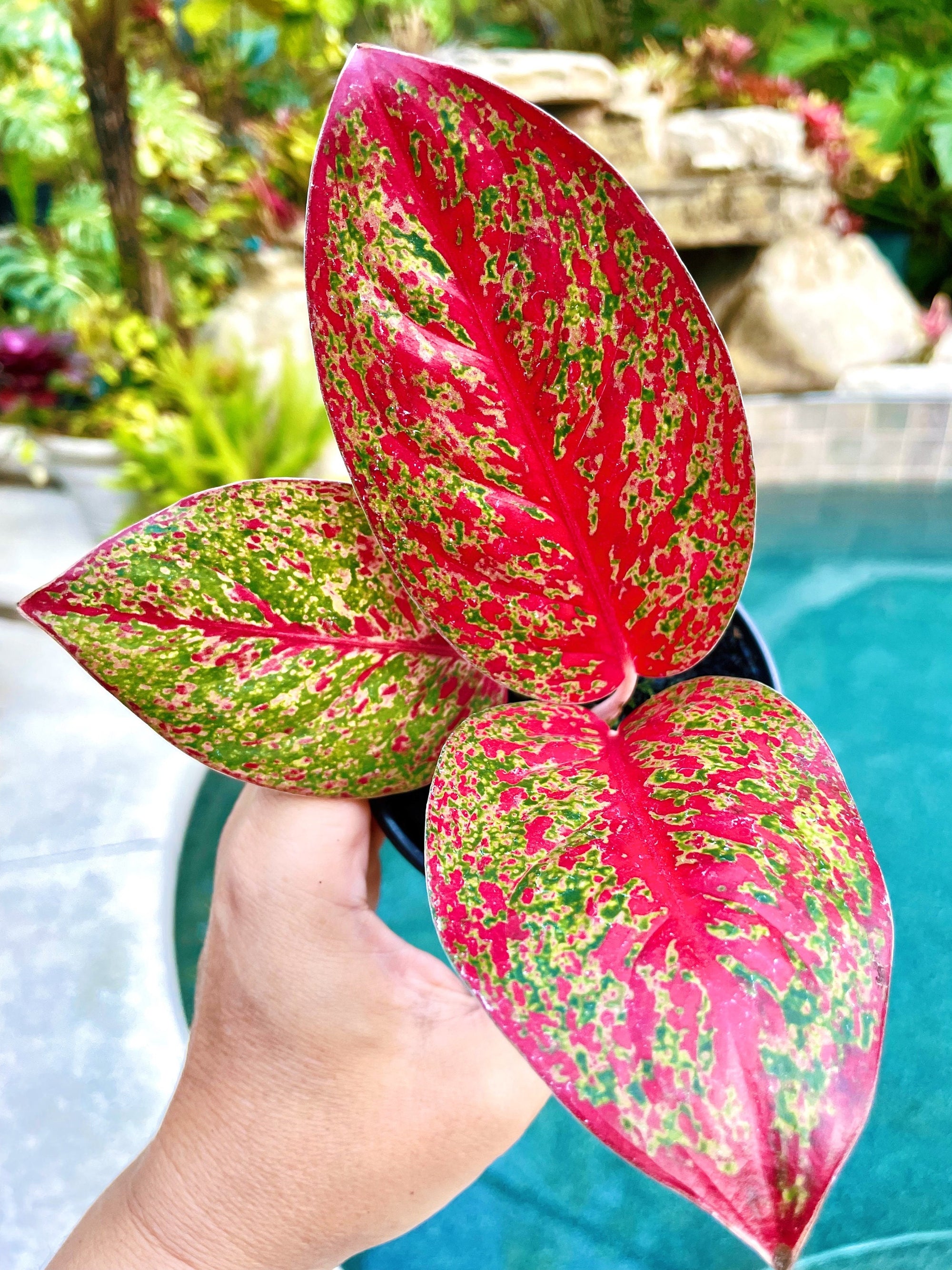Variegated Aglaonema Red Stardust Live House Plant Potted 4 gift US Seller