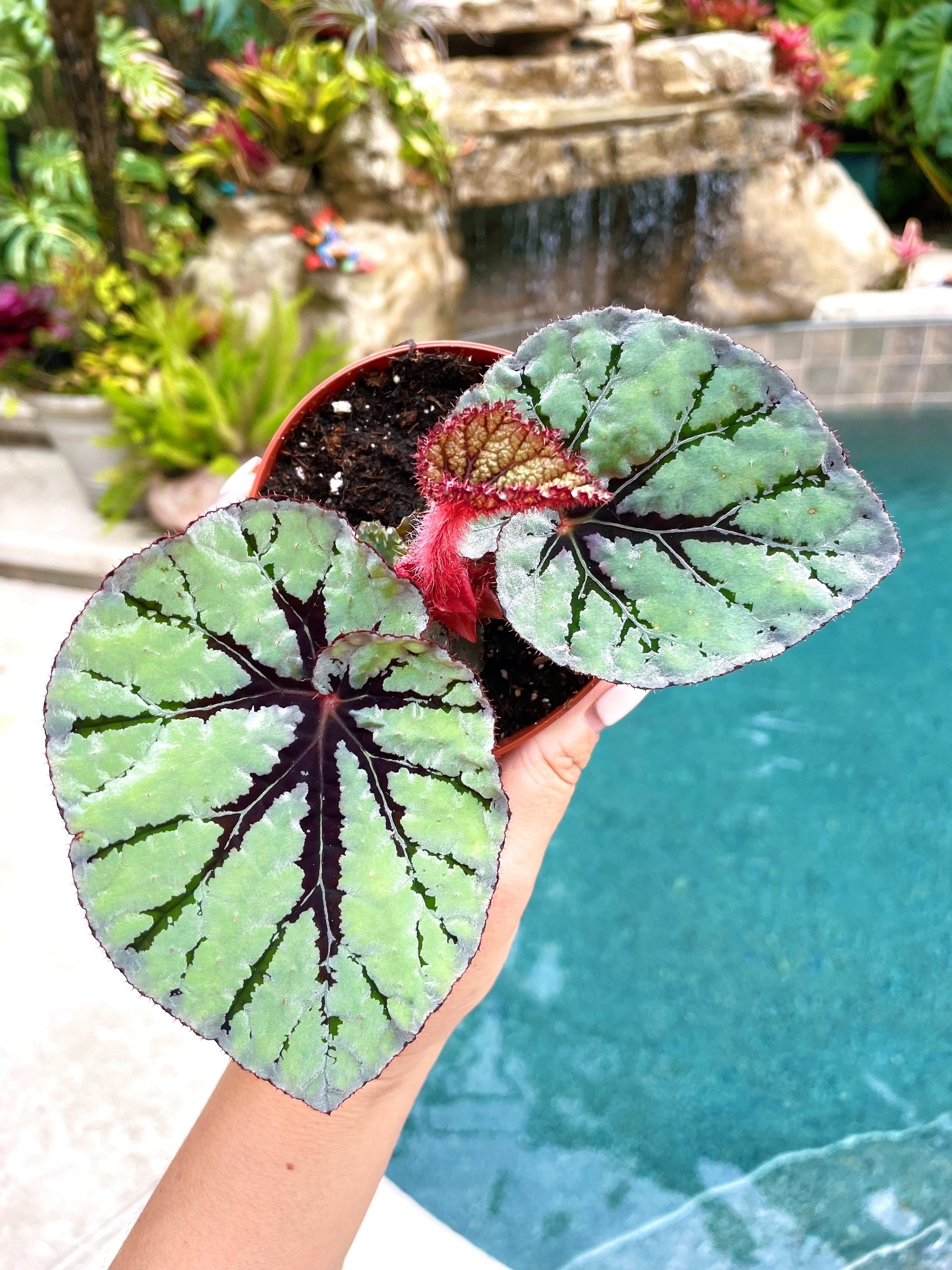 Rex Begonia Mint Velvet Variegated Live House Plant Potted 4” pot
