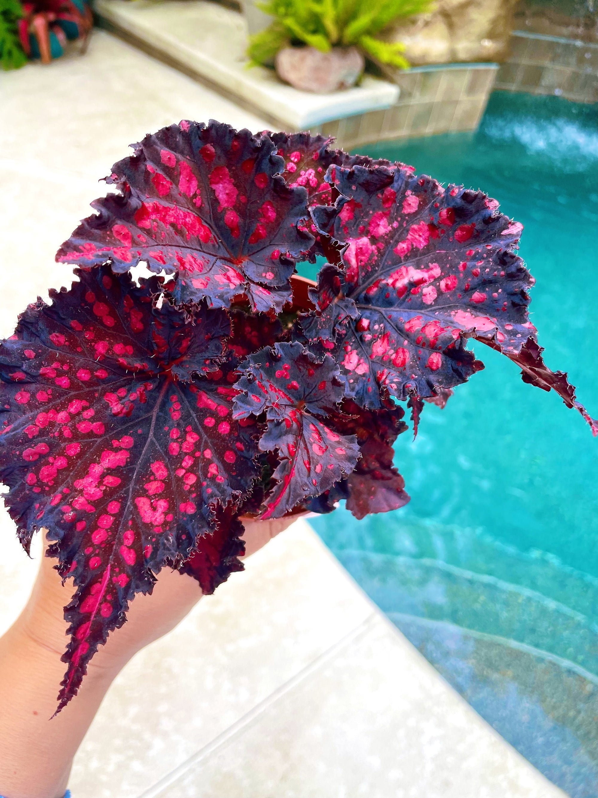 New Release - Begonia Rex Harmonys Dark Fantasy Black Red Live House Plant Potted 4 gift