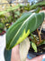 RARE Sport Variegated Philodendron Gloriosum live potted starter plant 4 pot 13 aroid
