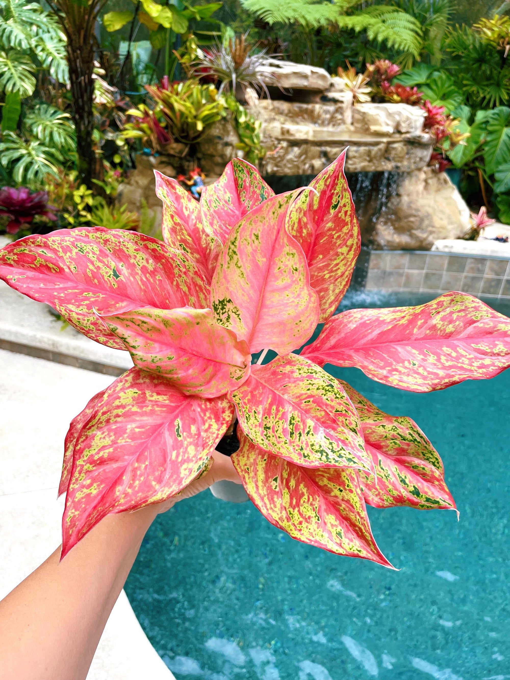Rare Variegated Aglaonema Pink Butterfly Live House Plant Potted 4 gift US Seller aroid