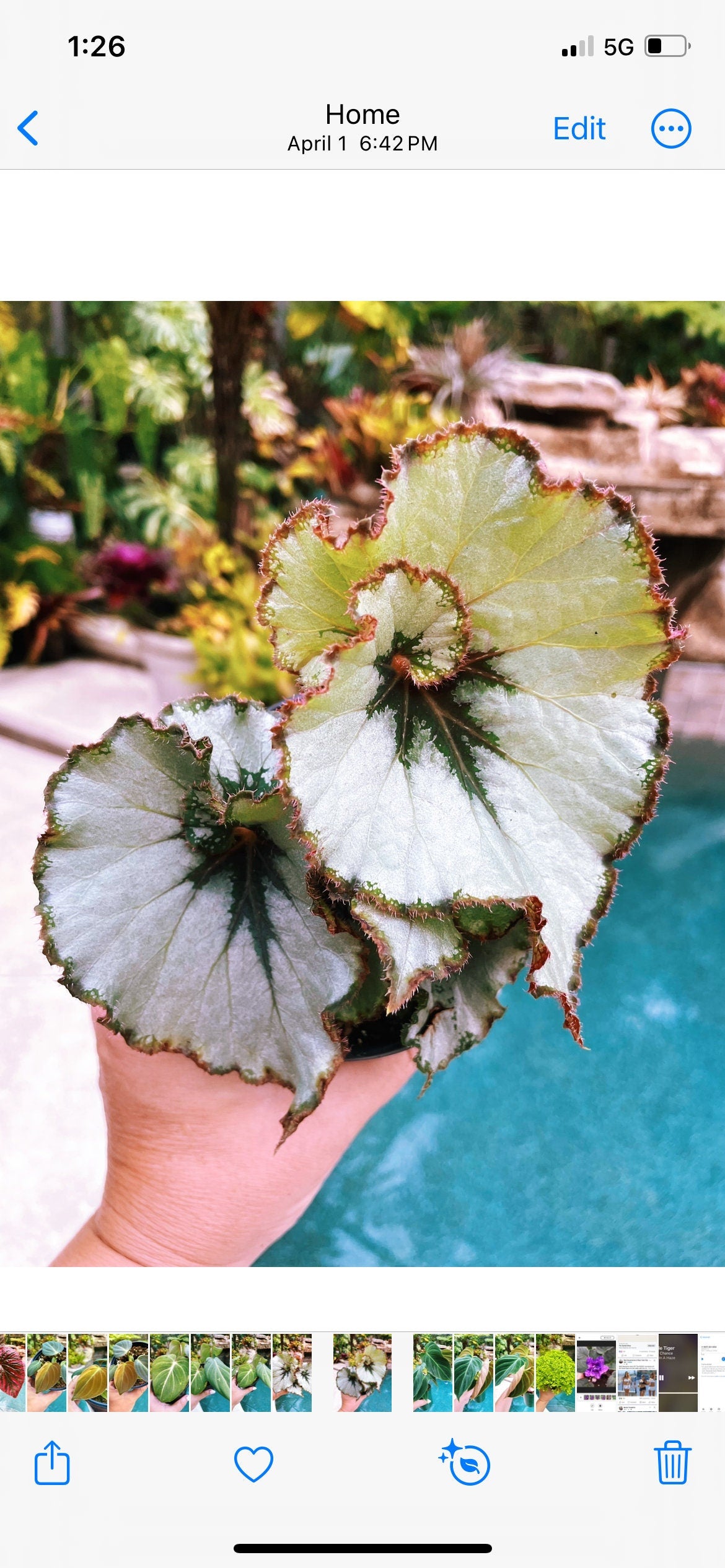 Begonia Rex Escargot Swirl Live House Plant Potted 4 pot gift