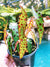 Begonia Amphioxus Red Spotted Form Polka Dot Live House Plant Potted terrarium vivarium 4 gift