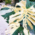 Actual Plant- Sectoral Variegated Monstera Thai Constellation half moon Sport rare house plant aroid