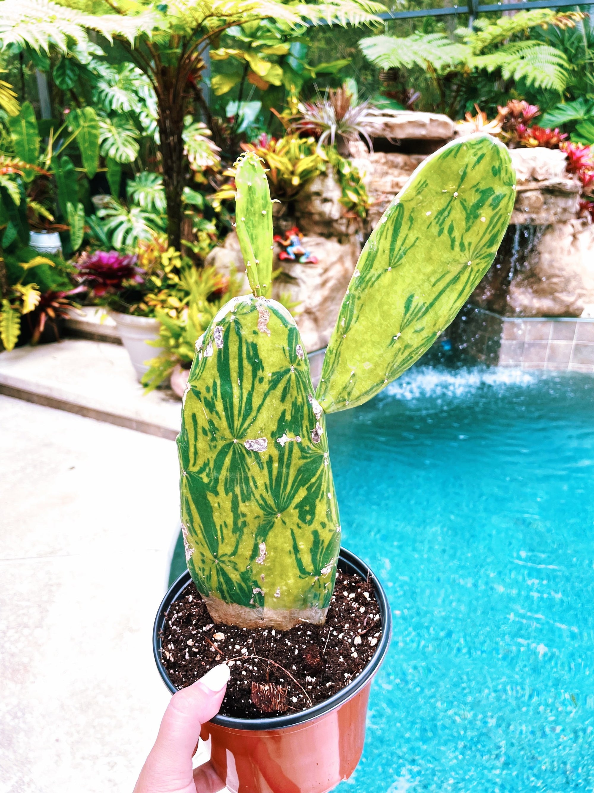 Actual Plant - Variegated Sunburst Opuntia Cactus Smooth Prickly Pear Live House Plant Succulent 6 pot C