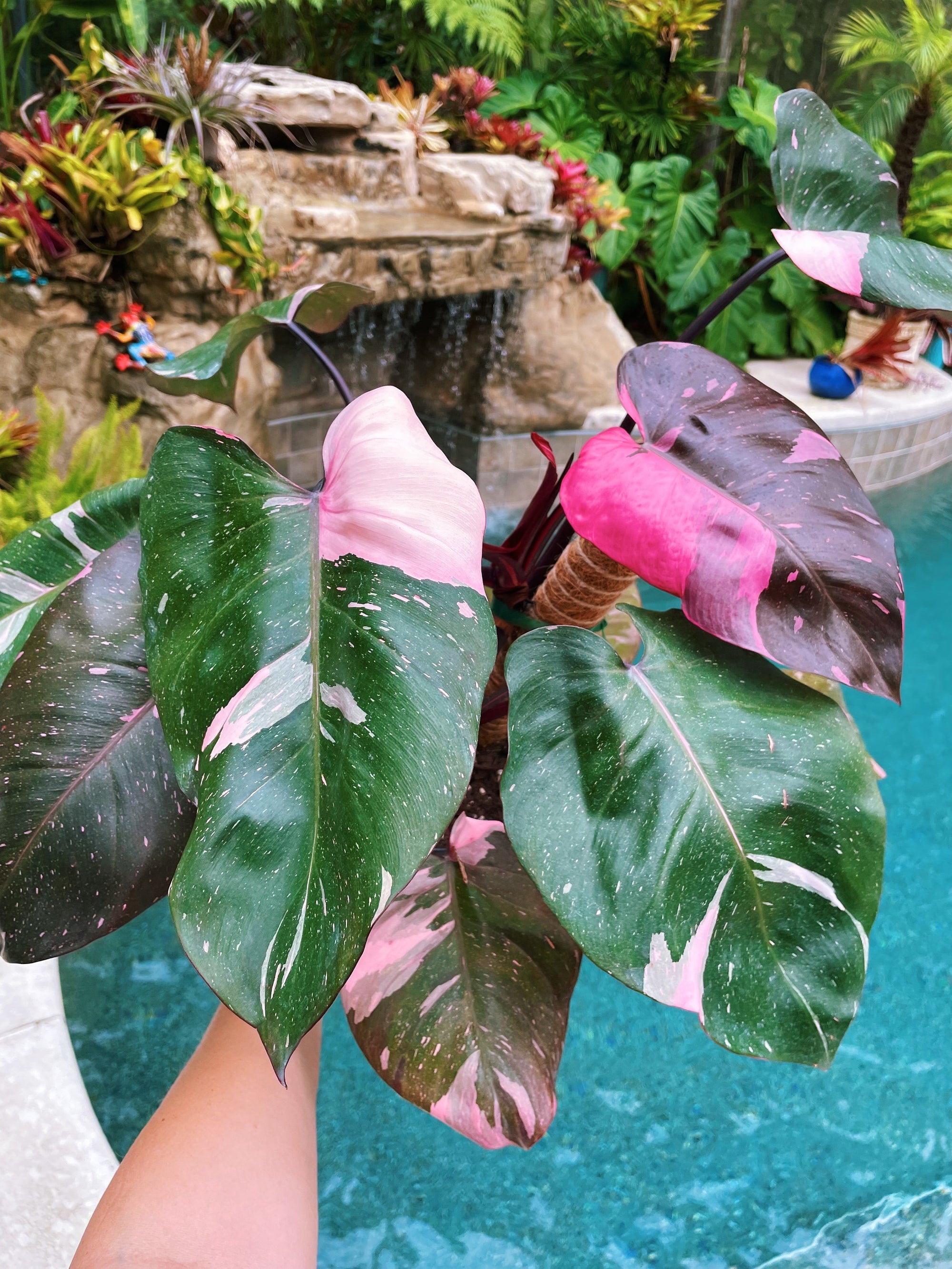 Actual Plant! Jumbo Mature Highly Variegated Black Cherry Philodendron Pink Marble Princess Tricolor Galaxy Sport plant 6 pot gift aroid