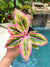 Rare Variegated Aglaonema Lotus Delight pink Live House Plant Potted 4 gift US Seller aroid