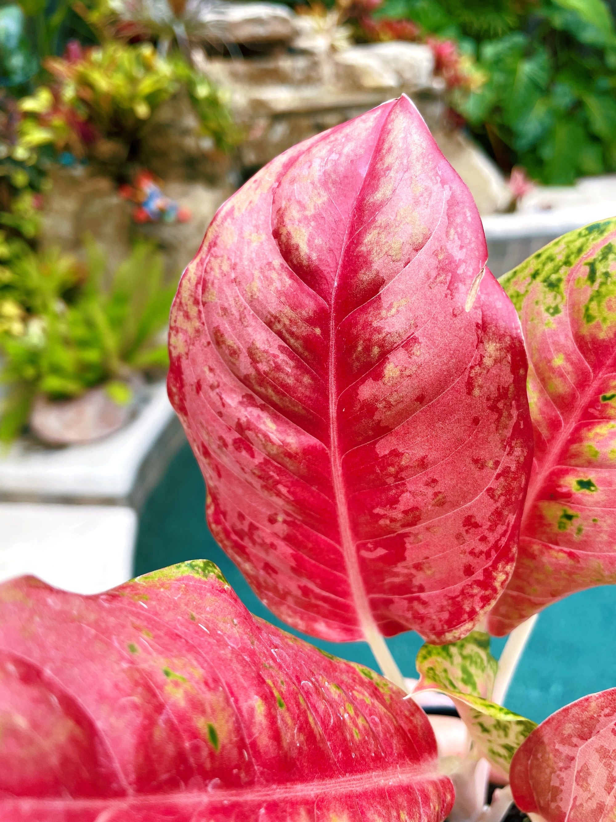 Actual plant - Rare Variegated Aglaonema Prakaiphet Live House Plant Potted 4 gift US Seller B aroid