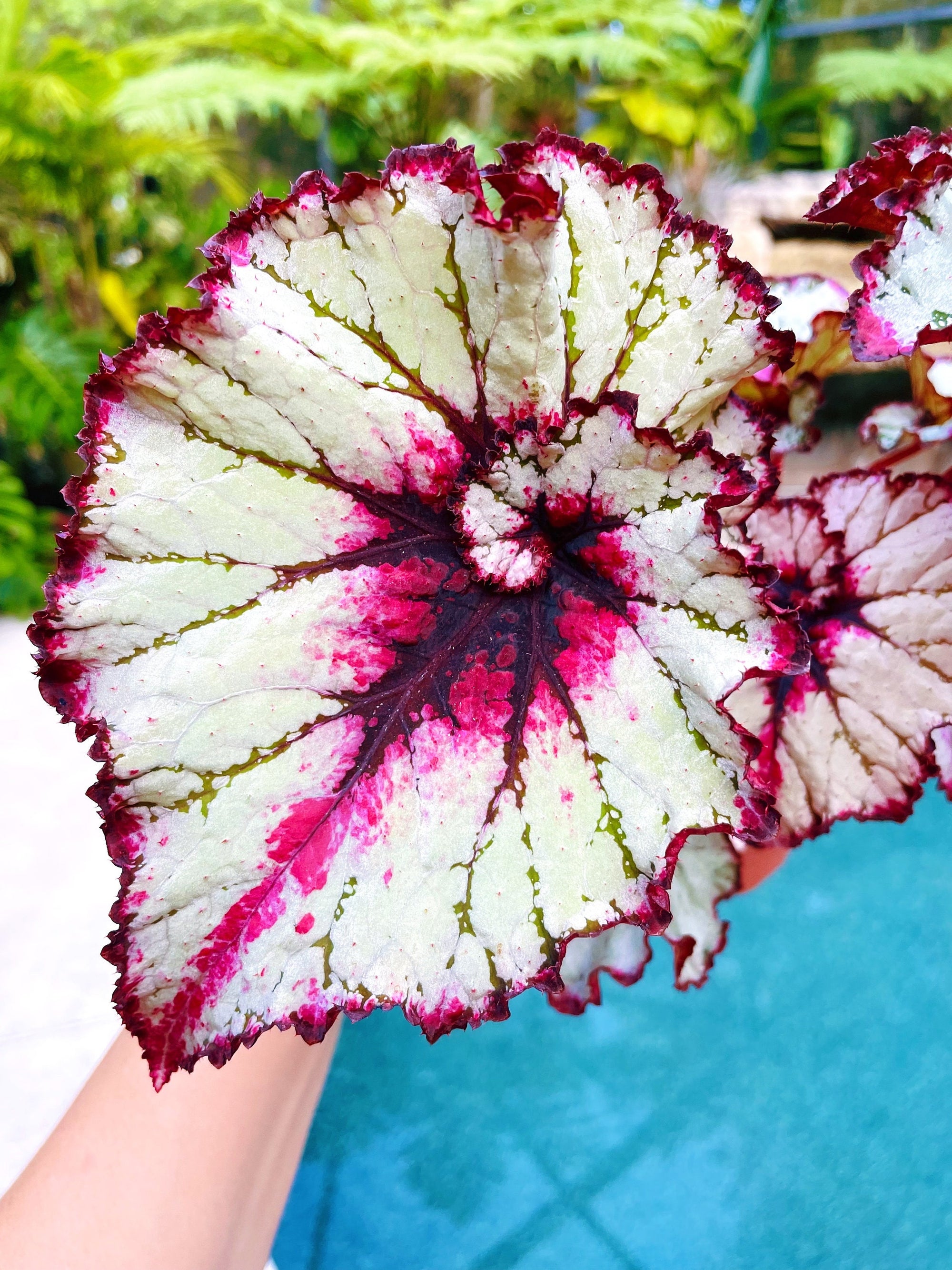 New Release Rex Begonia Harmonys Bloodmoon Live House Plant Potted 4 gift