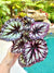 Rex Begonia Fireworks purple gray Variegated Live House Plant Potted 6 gift
