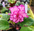 Live house plant African Violet Harmony’s ‘Ian Minuet’ pink bloom garden 4” flower Potted gift