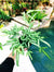 Large Silver Ribbon Fern Pteris Cretica Albolineata Live House Plant Potted 6” gift
