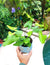 Heart Leaf Fern Hemionitis arifolia Terrarium Live House Plant Potted 4” gift