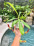 Nepenthes Alata Pitcher Plant Carnivorous Vivarium 4 Potted Tropical House Plant
