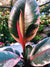 12”-18” Ficus Elastica Ruby Tienke Tineke White Variegated House Plant