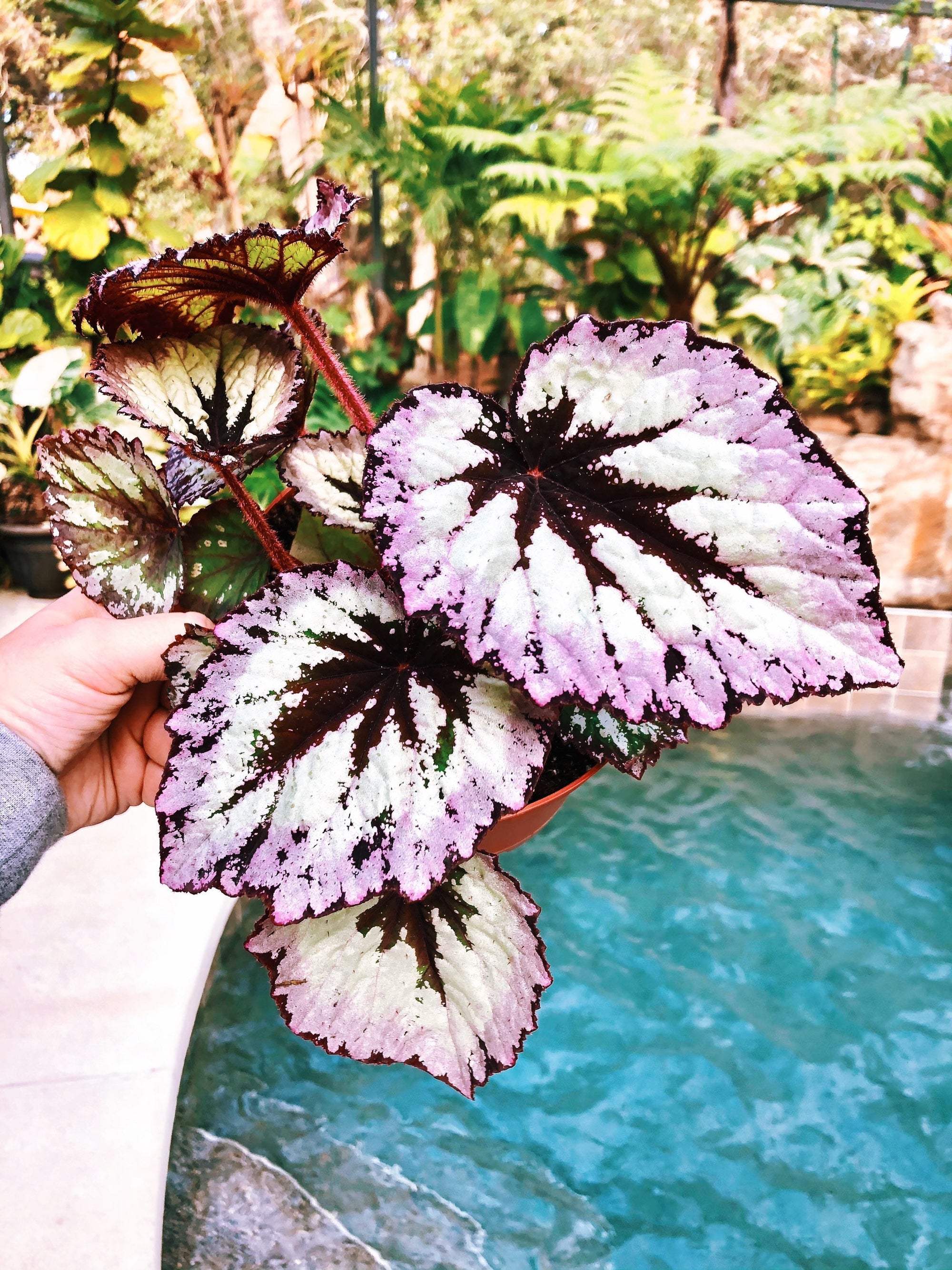 Rex Begonia ‘Fire Woman’ Purple Gray  Variegated Live House Plant Potted 4” gift