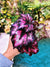 Rex Begonia ‘Harmony’s Cherry Bomb’ hot pink Variegated Live House Plant Potted 4” terrarium vivarium