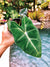 Alocasia Frydek aroid green velvet stem elephant ear House Plant 4” Potted