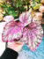 Rex Begonia ‘Peace’ Purple Gray Pink Variegated Live House Plant Potted 4” terrarium vivarium