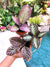 Episcia African Flame Violet flowering strawberry patch metallic velvet House pixie garden terrarium 2” Potted