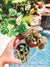 3 mini plant bundle: Peperomia Variegated Caperata Ripple, Peperomia Peppermill, & Peperomia Parallel House pixie garden terrarium 2” Potted