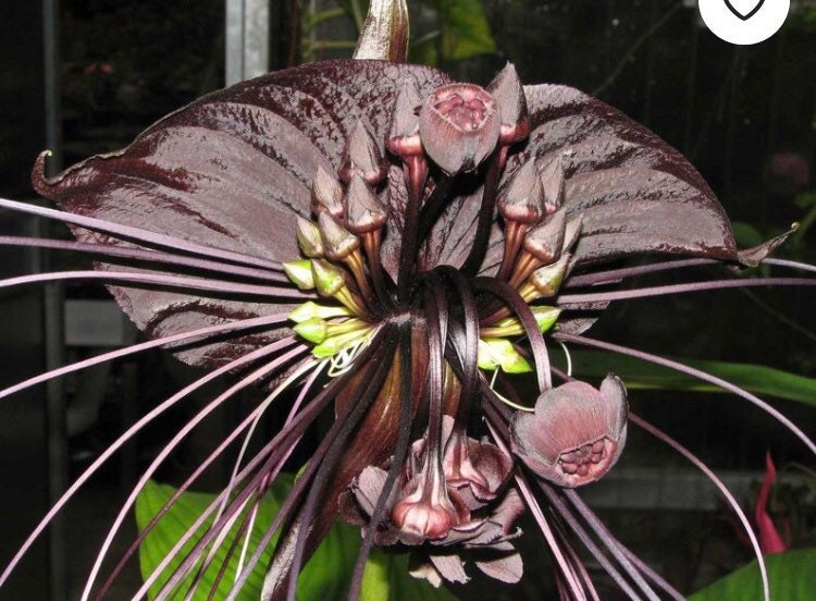 Tacca Chantrieri Black Bat Flower Lily Live Tropical Plant 4” potted starter plant