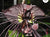 Tacca Chantrieri Black Bat Flower Lily Live Tropical Plant 4” potted starter plant
