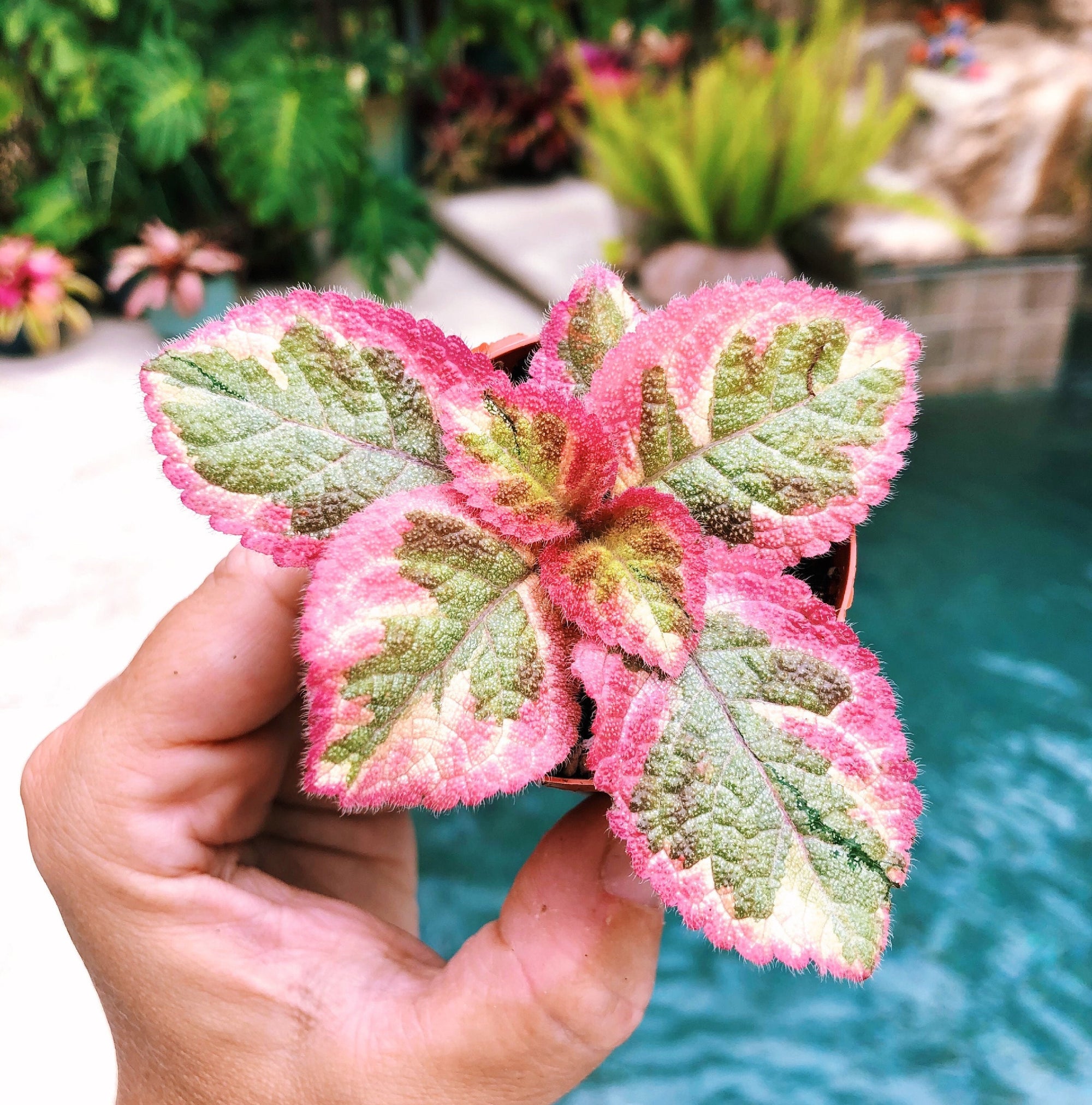 Episcia ‘Pink Dreams’ variegated African Flame Violet flowering metallic velvet live House pixie garden terrarium 2” Potted gift