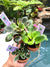 3 live house plant African Violet Variegated bundle Harmony’s Mac’s Coral Carillon, Blue Halo, Grape Treat pixie garden 2” Potted gift