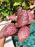Episcia Strawberry Mist African Flame Violet flowering  metallic velvet House pixie garden terrarium 4 Potted