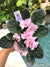 Live house plant African Violet Harmony’s ‘RM Vesna’ pixie garden 4” in flower Potted gift