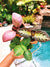 3 plant Bundle: Episcia Strawberry Mist, Mint Julep & Harmonys Slinky Pink African Flame Violet metallic velvet pixie garden 2 Potted