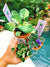 3 house plant mini African Violet Variegated bundle Cajuns Le Bon Ton Roule, Macs Coral carillon, N Robinson 2 pixie pot flower gift
