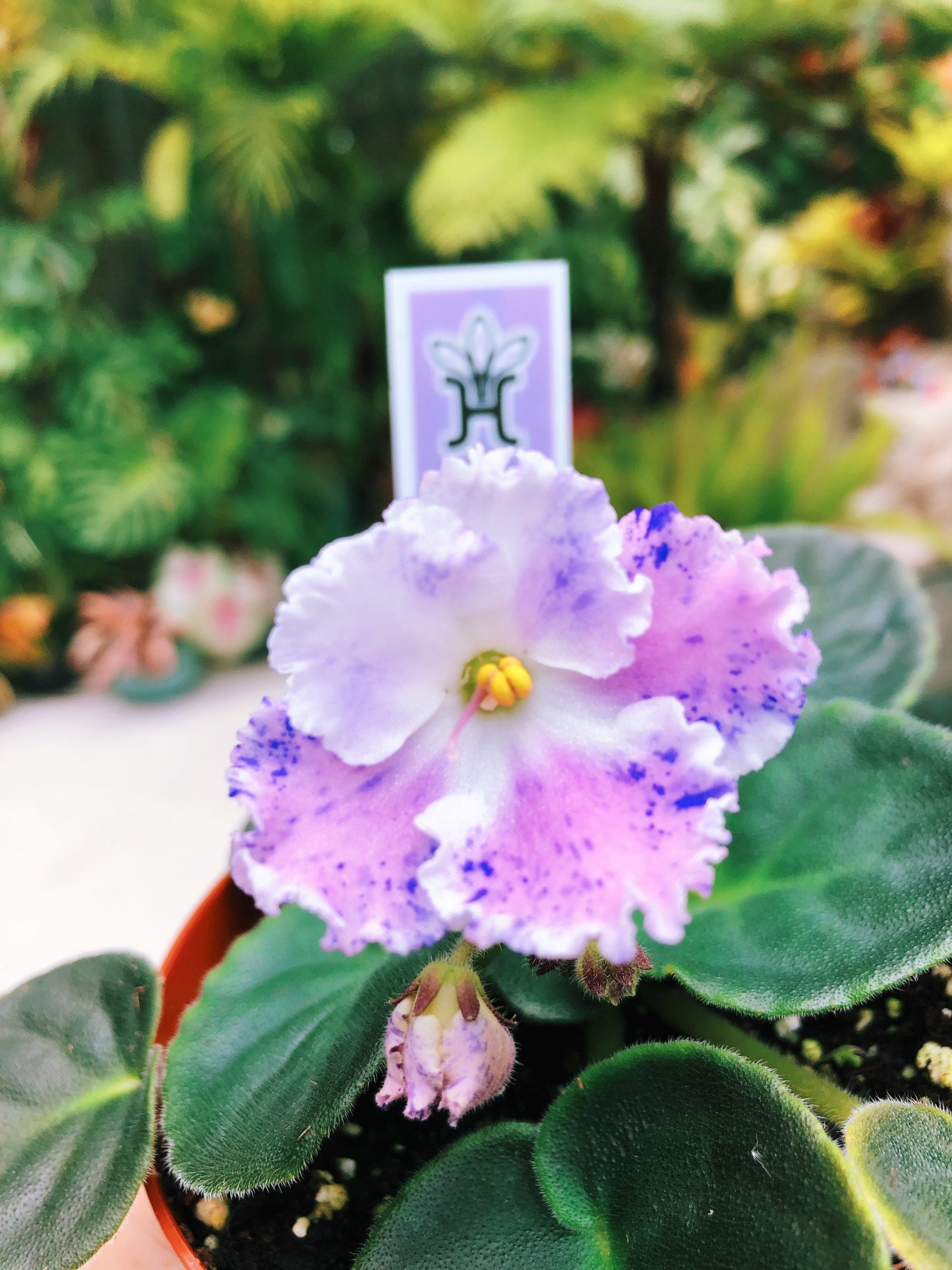 Live house plant variegated fantasy bloom African Violet Harmony’s ‘Snow Edelweiss’ garden 4” in flower Potted gift