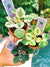 3 house plant mini African Violet Variegated bundle Cajuns Lil Love, N. Robinson, Ramblin Amethyst 2 pot flower gift