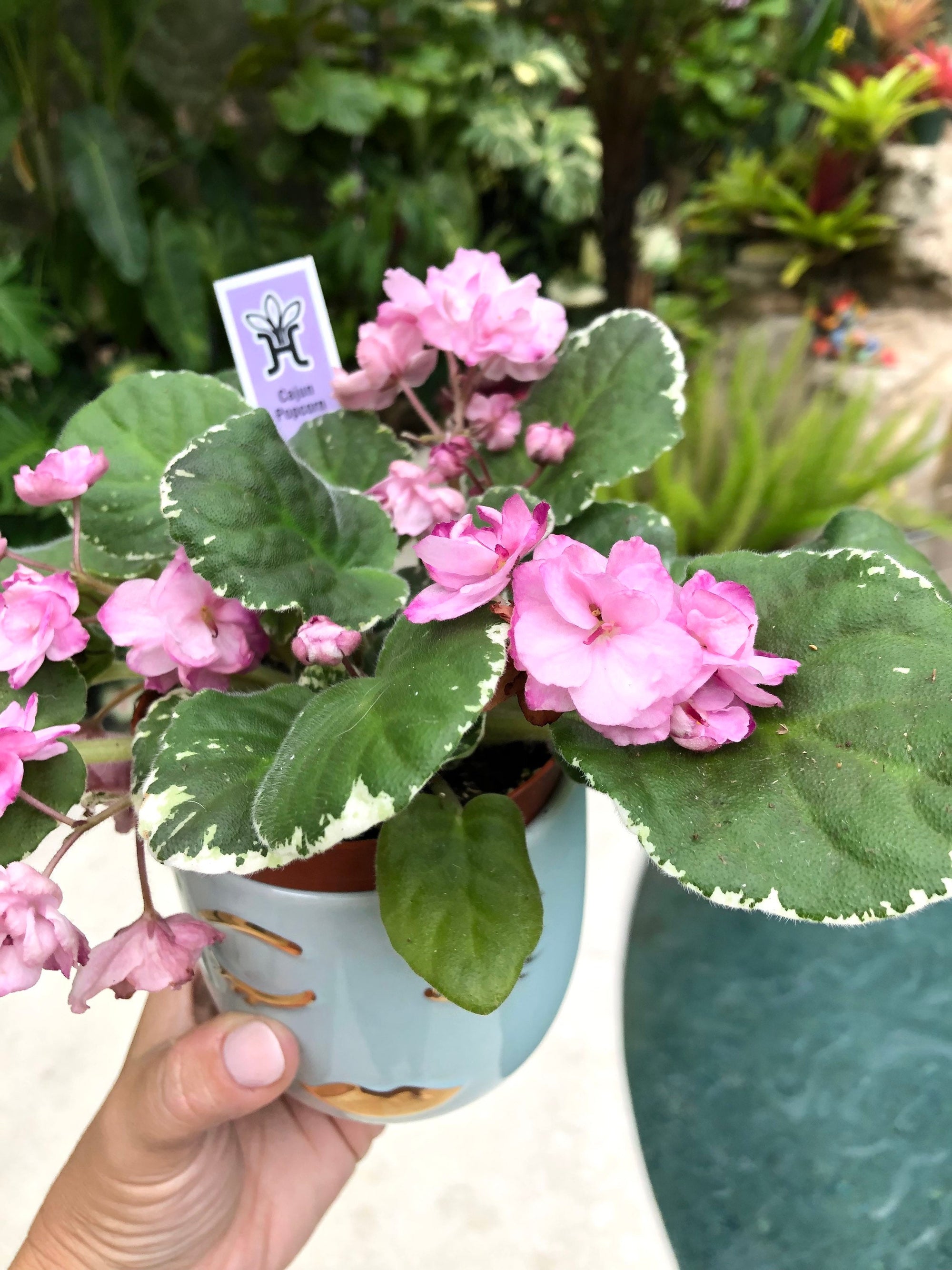 Live house plant variegated African Violet Harmony’s ‘Cajun Popcorn’ pixie garden 4” flower Potted gift