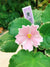 Live house plant variegated African Violet Harmony’s ‘Carolina Elegant Affair’ pink garden 4” flower Potted gift