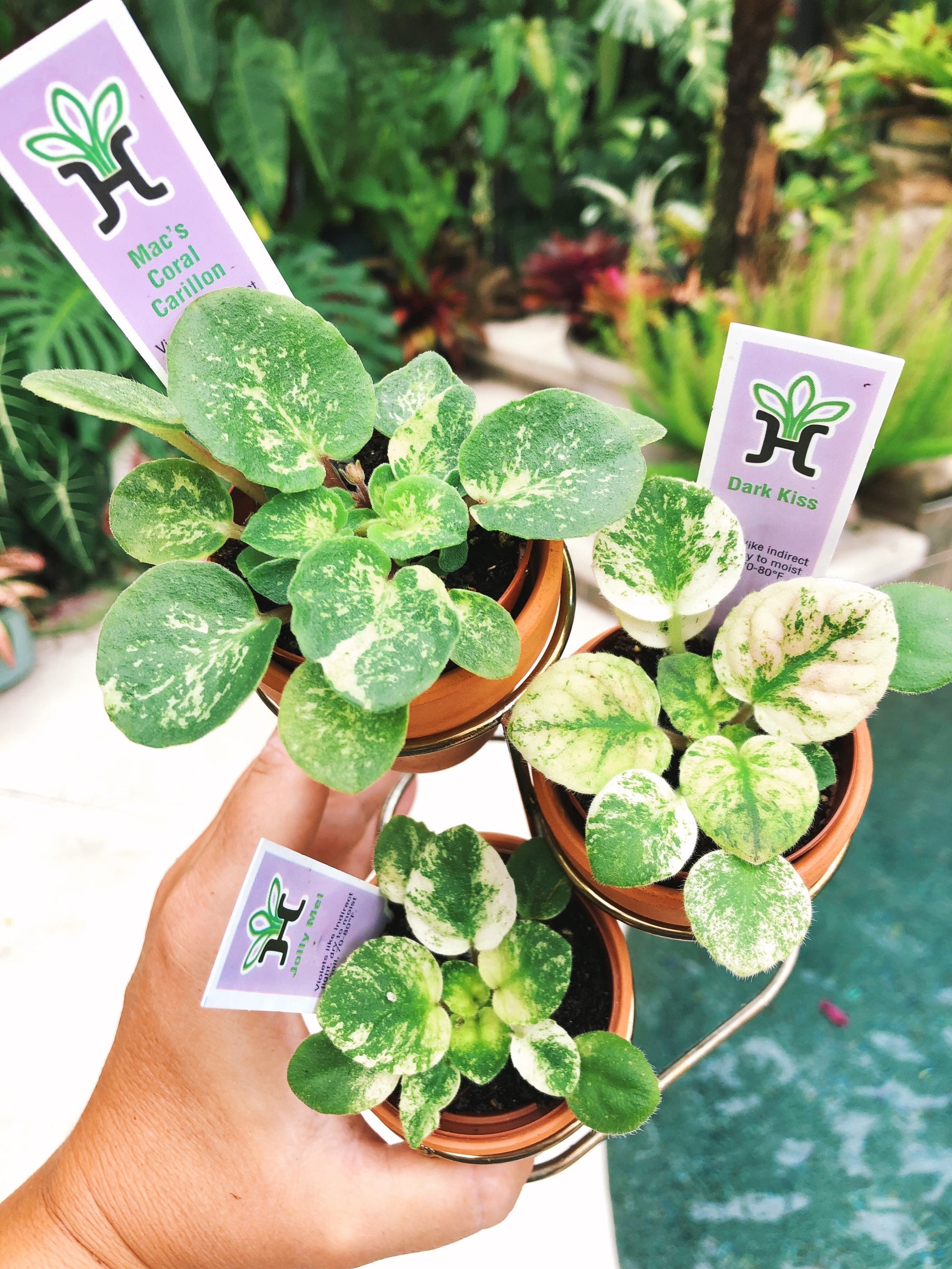 3 house plant mini African Violet Variegated bundle Mac’s Coral Carillon, Dark Kiss, Jolly Mel 2” pot flower gift