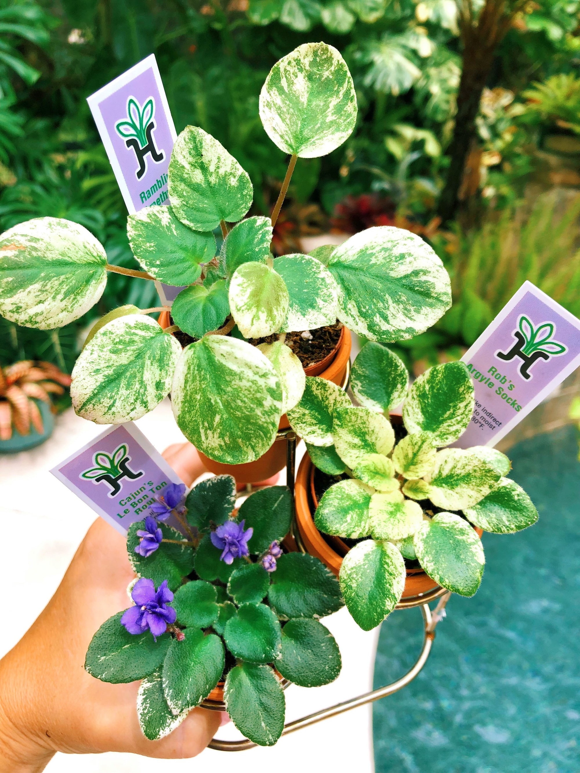 3 house plant mini African Violet Variegated bundle Robs Argyle Socks, Cajuns Le Bon Ton Roule, Ramblin Amethyst 2 pot flower gift
