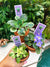 3 house plant mini African Violet Variegated bundle Blue Halo, N. Robinson, Shirls Hawaiian Lei 2 pot flower gift