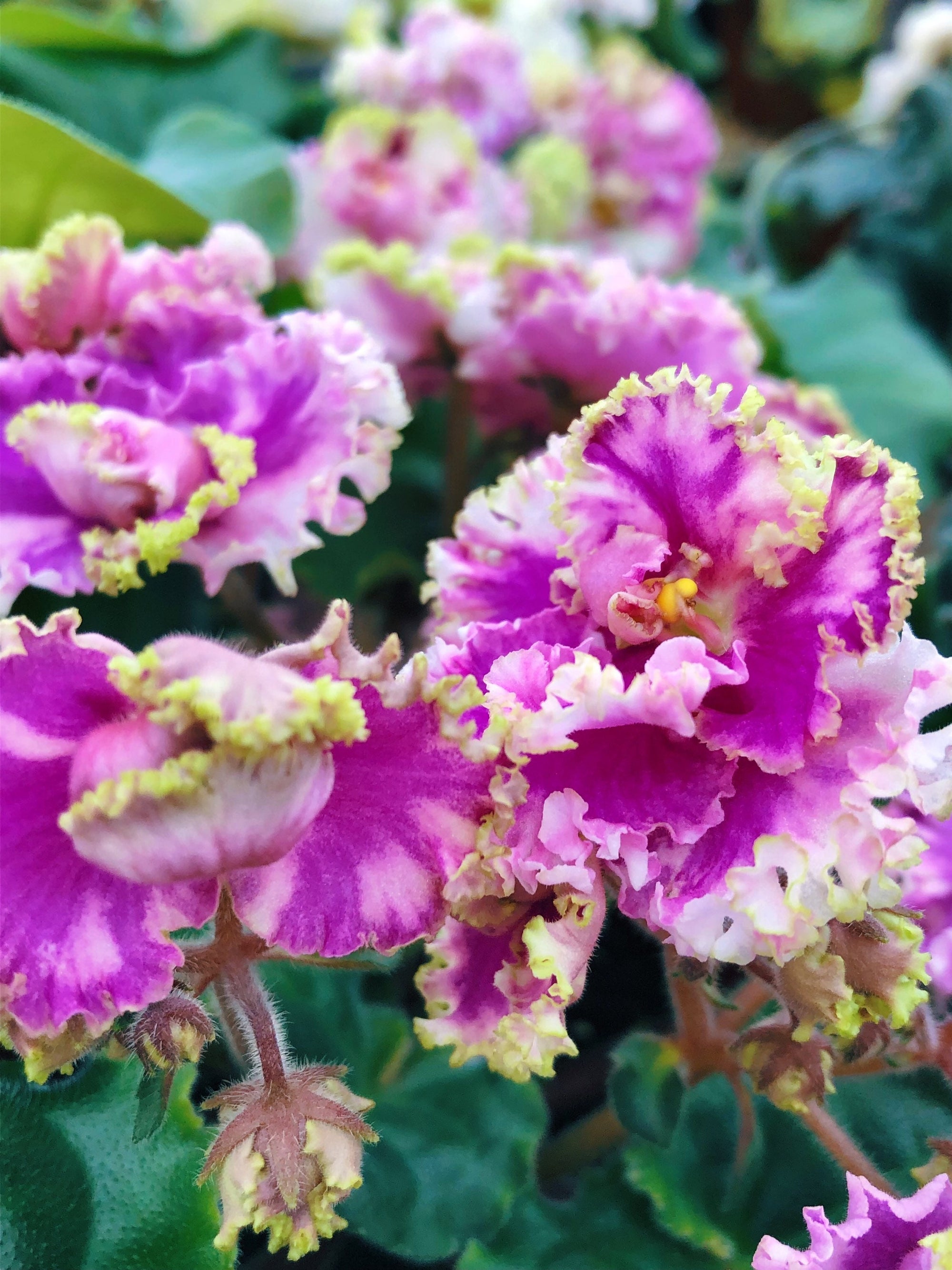 Live house plant variegated pink frilled ruffle bloom African Violet ‘LE Green Rose’ garden 4” flower Potted gift