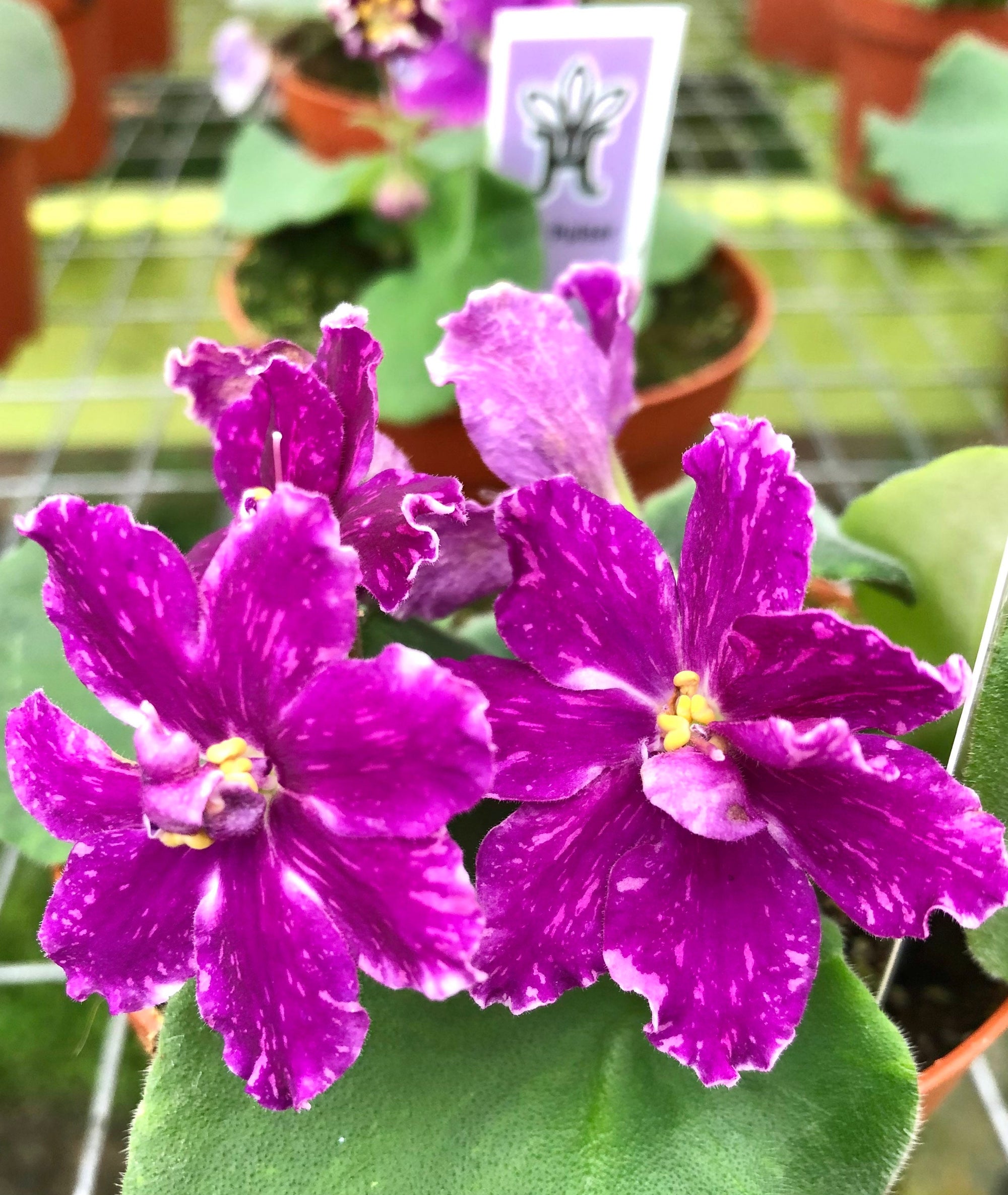 Live house plant variegated bloom African Violet ‘VaT Pulsar’ garden 4” flower Potted gift