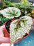 RARE Begonia Masoniana Tricolor Iron Cross Variegata Variegated Live House Plant Potted 4” terrarium vivarium