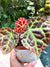 Begonia Rajah Live House Plant Potted terrarium vivarium 4 gift