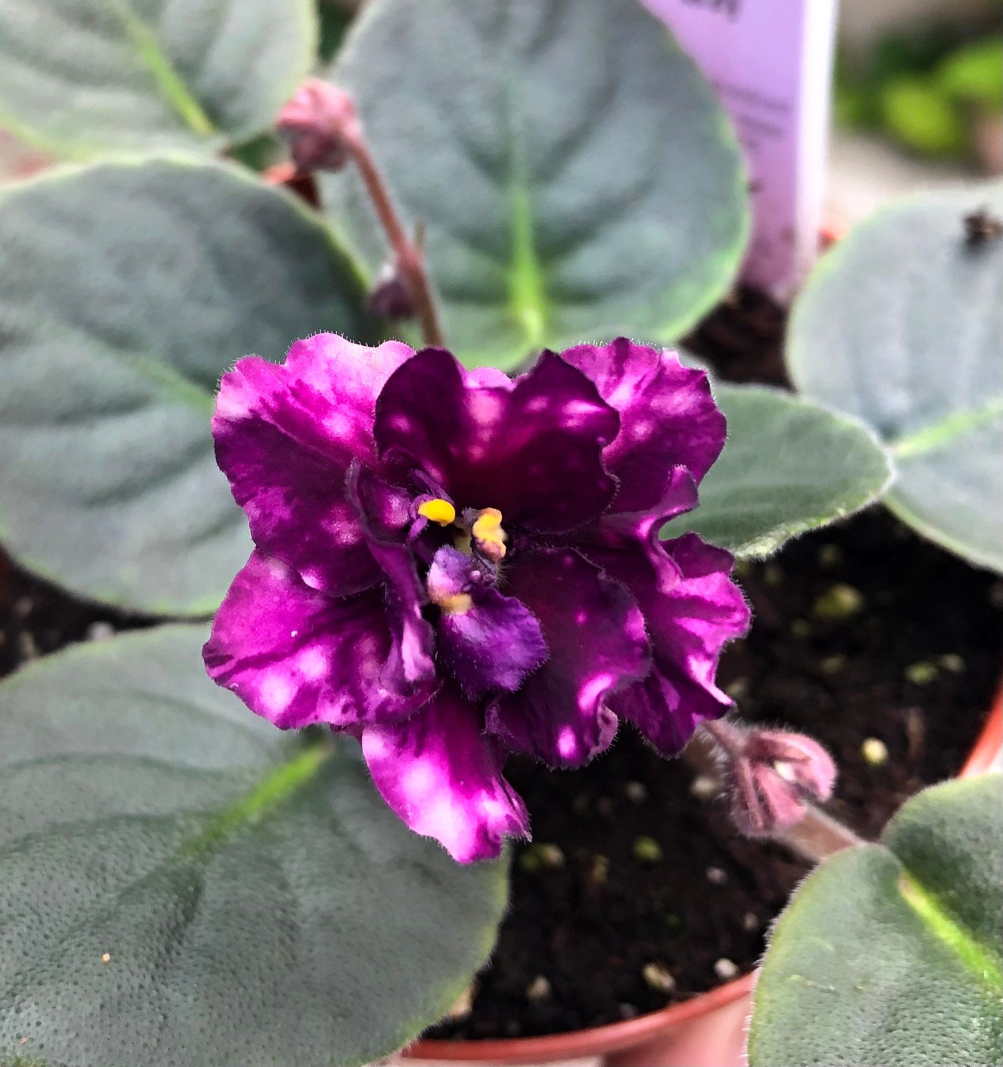 Live house plant variegated bloom African Violet Harmony’s ‘AE Milky Way’ garden 4” flower Potted gift